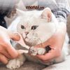 Hipi Kéo cắt móng có khóa chặn cho chó mèo