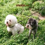  Dây dắt đôi 2 đầu kéo kèm vòng cổ 