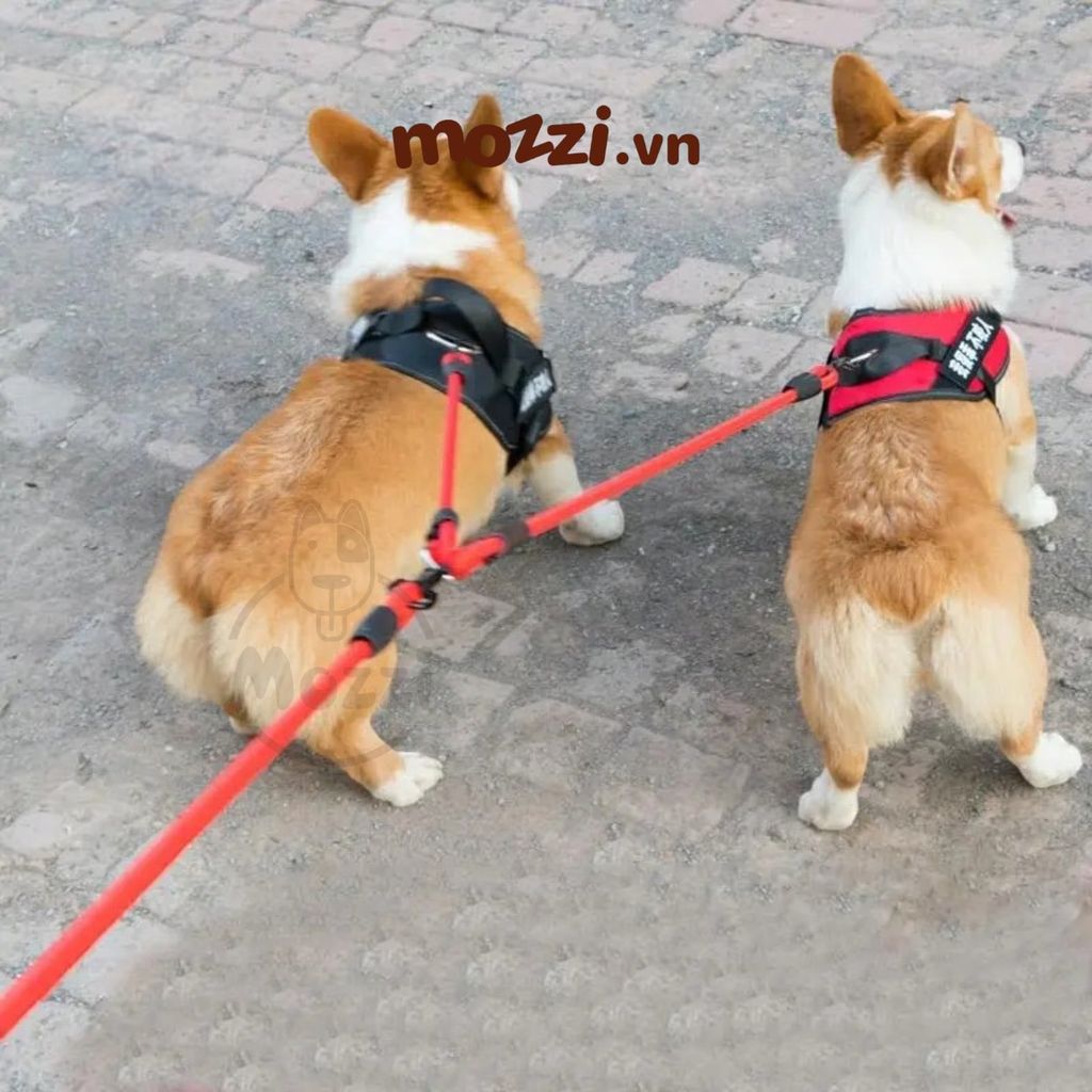 Dây dắt đôi 2 đầu kéo kèm vòng cổ