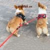 Dây dắt đôi 2 đầu kéo kèm vòng cổ