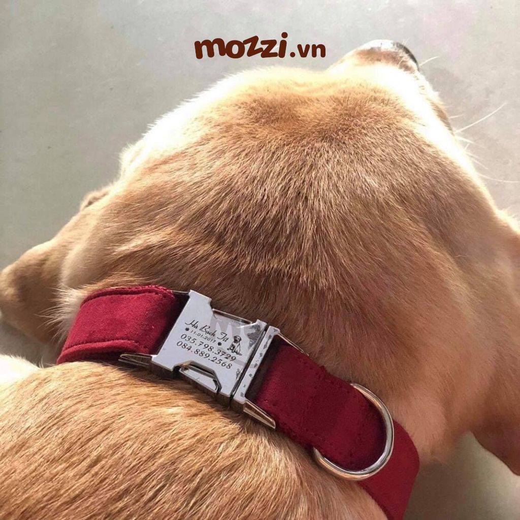 Dog Collar Pro Vòng cổ dây vải cao cấp khắc tên cho chó - Pettag Mozzi