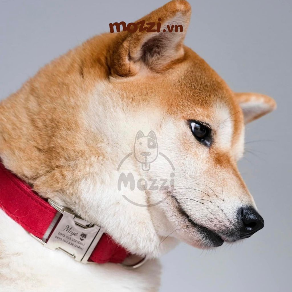 Dog Collar Pro Vòng cổ dây vải cao cấp khắc tên cho chó - Pettag Mozzi