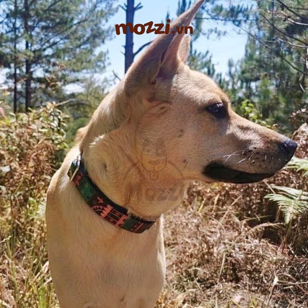 Dog Collar Pro Vòng cổ dây vải cao cấp khắc tên cho chó - Pettag Mozzi