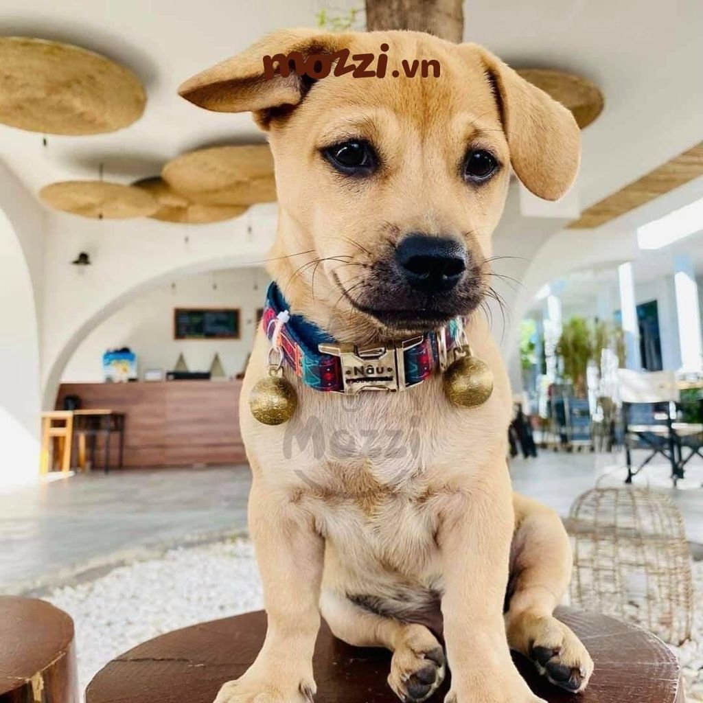 Dog Collar Pro Vòng cổ dây vải cao cấp khắc tên cho chó - Pettag Mozzi