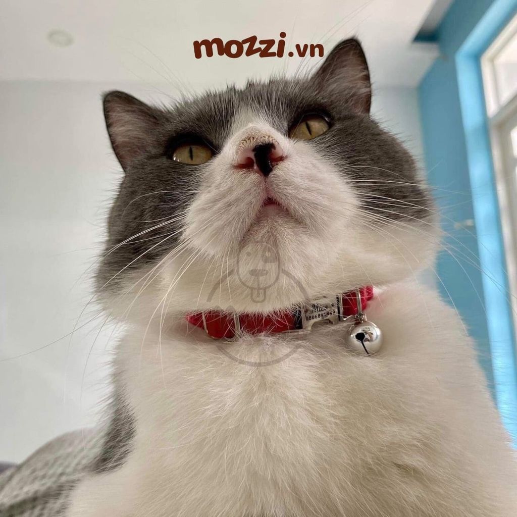 Cat Collar Pro Vòng cổ dây vải cao cấp khắc tên cho chó mèo - Pettag Mozzi