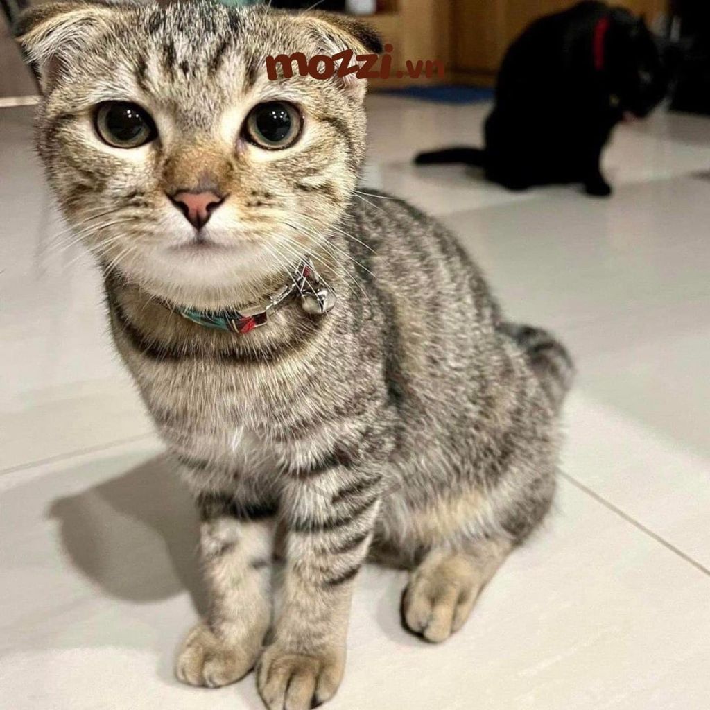 Cat Collar Pro Vòng cổ dây vải cao cấp khắc tên cho chó mèo - Pettag Mozzi