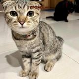  Cat Collar Pro Vòng cổ dây vải cao cấp khắc tên cho chó mèo - Pettag Mozzi 