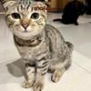 Cat Collar Pro Vòng cổ dây vải cao cấp khắc tên cho chó mèo - Pettag Mozzi