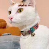  Cat Collar Pro Vòng cổ dây vải cao cấp khắc tên cho chó mèo - Pettag Mozzi 
