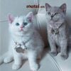 Combo Thẻ tên và Dây charm mix ngẫu nhiên cho chó mèo - Pettag Mozzi
