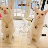  Thẻ tên và dây chuyền ngầu cho chó mèo - Pettag Mozzi 