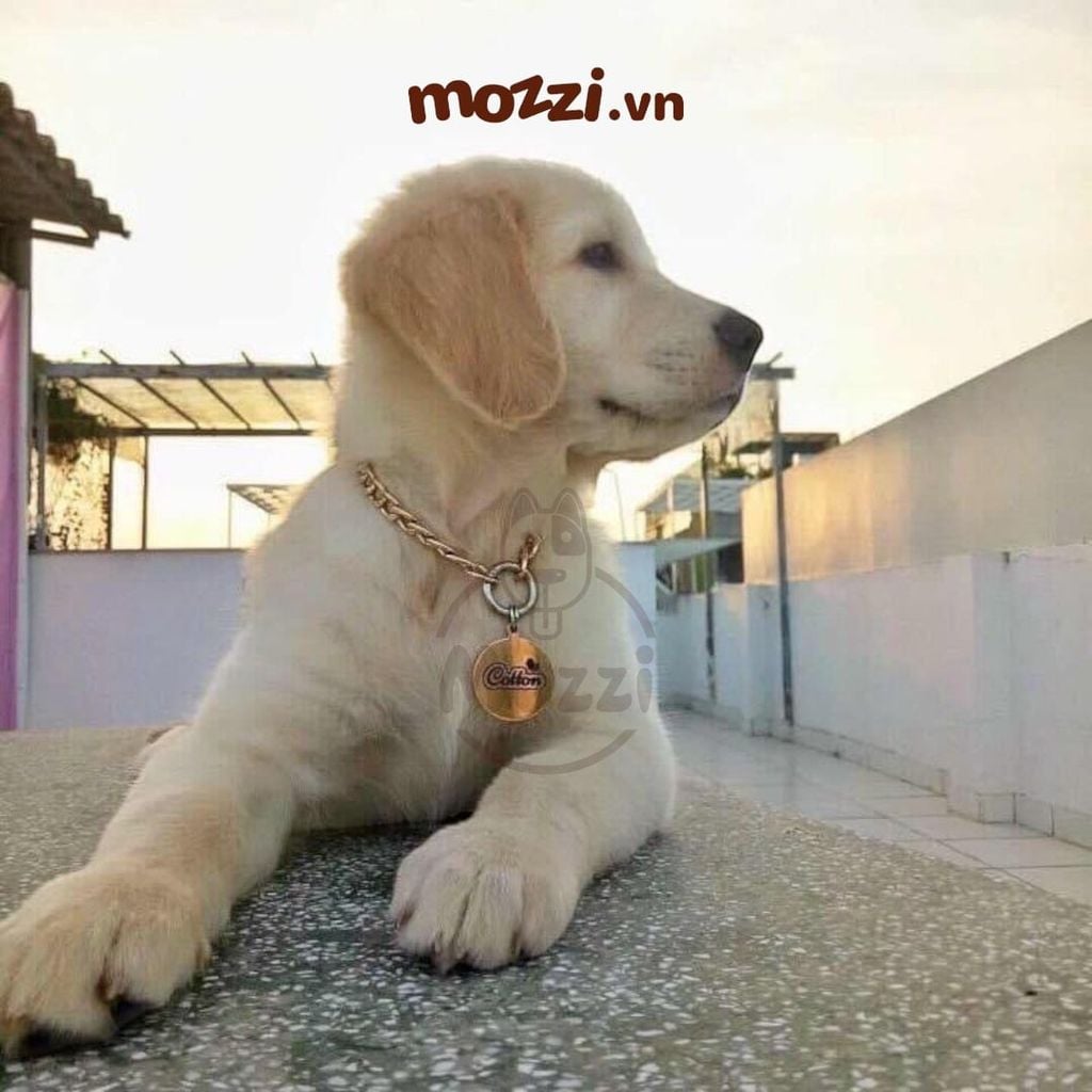 Thẻ tên và dây chuyền ngầu cho chó mèo - Pettag Mozzi