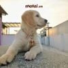 Thẻ tên và dây chuyền ngầu cho chó mèo - Pettag Mozzi
