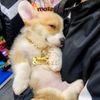 Thẻ tên và dây chuyền ngầu cho chó mèo - Pettag Mozzi