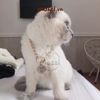 Thẻ tên và dây chuyền ngầu cho chó mèo - Pettag Mozzi