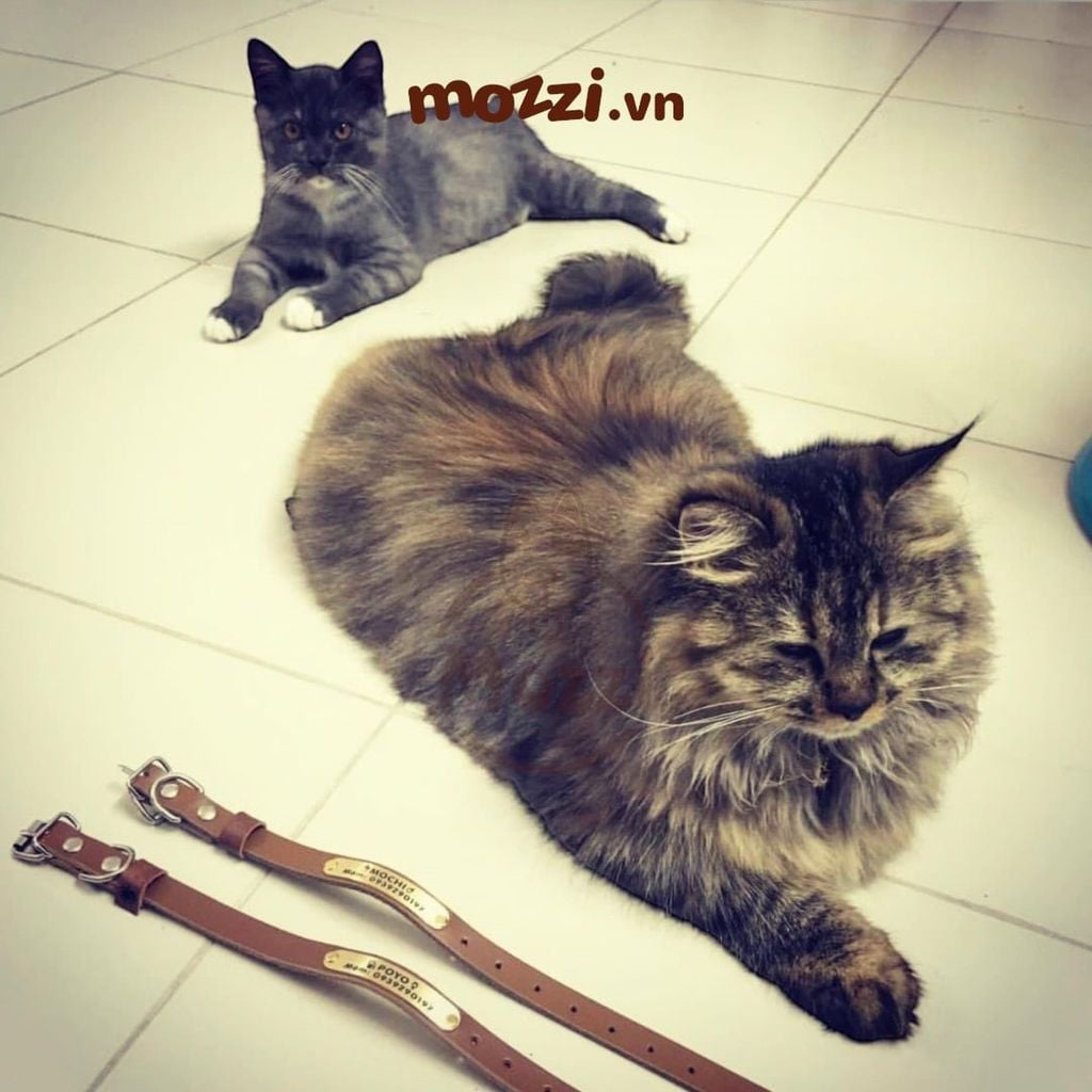 Dây da gắn tag inox khắc tên cho chó mèo - Pettag Mozzi