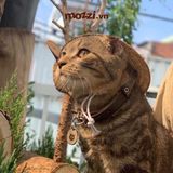  Combo Thẻ tên và Dây da Vòng cổ cho chó mèo - Pettag Mozzi 