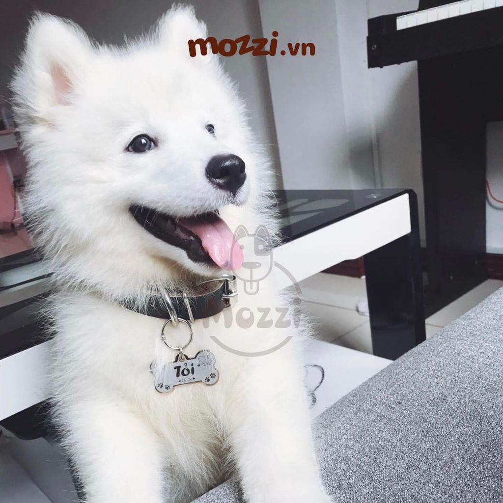 Combo Thẻ tên và Dây da Vòng cổ cho chó mèo - Pettag Mozzi