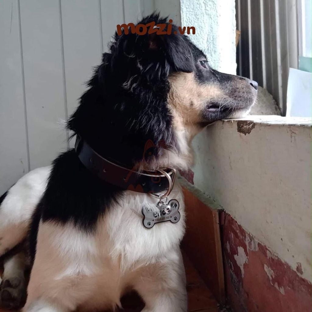 Combo Thẻ tên và Dây da Vòng cổ cho chó mèo - Pettag Mozzi