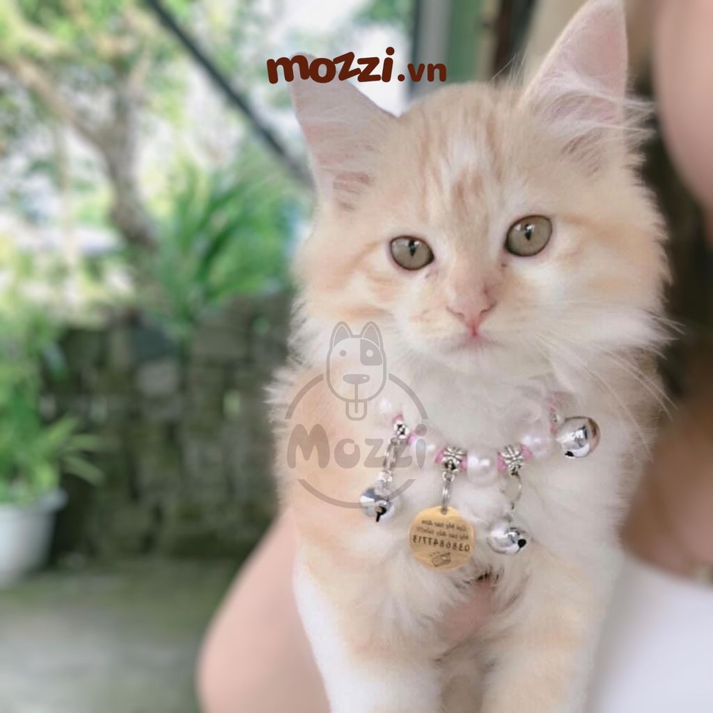 Combo Thẻ tên và Dây charm mix ngẫu nhiên cho chó mèo - Pettag Mozzi