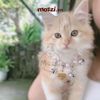 Combo Thẻ tên và Dây charm mix ngẫu nhiên cho chó mèo - Pettag Mozzi