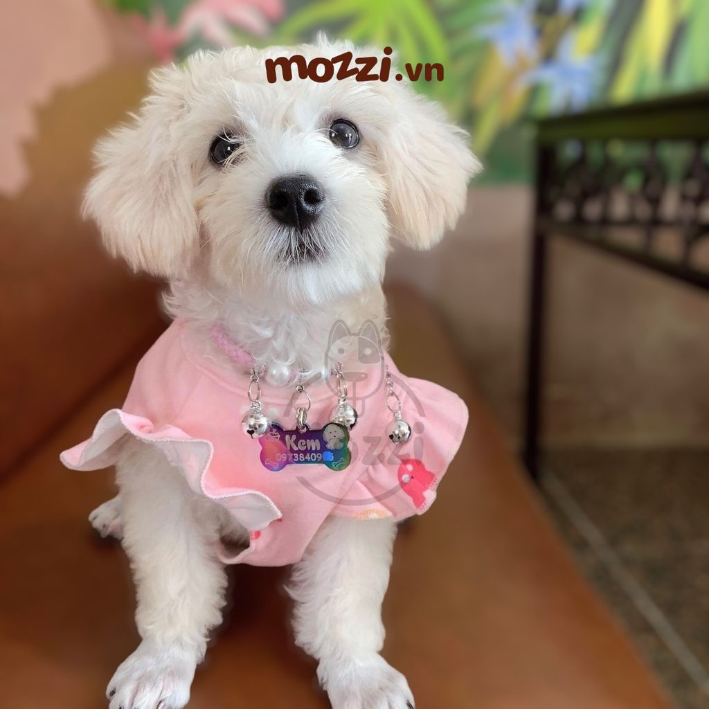 Combo Thẻ tên và Dây charm mix ngẫu nhiên cho chó mèo - Pettag Mozzi