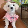 Combo Thẻ tên và Dây charm mix ngẫu nhiên cho chó mèo - Pettag Mozzi