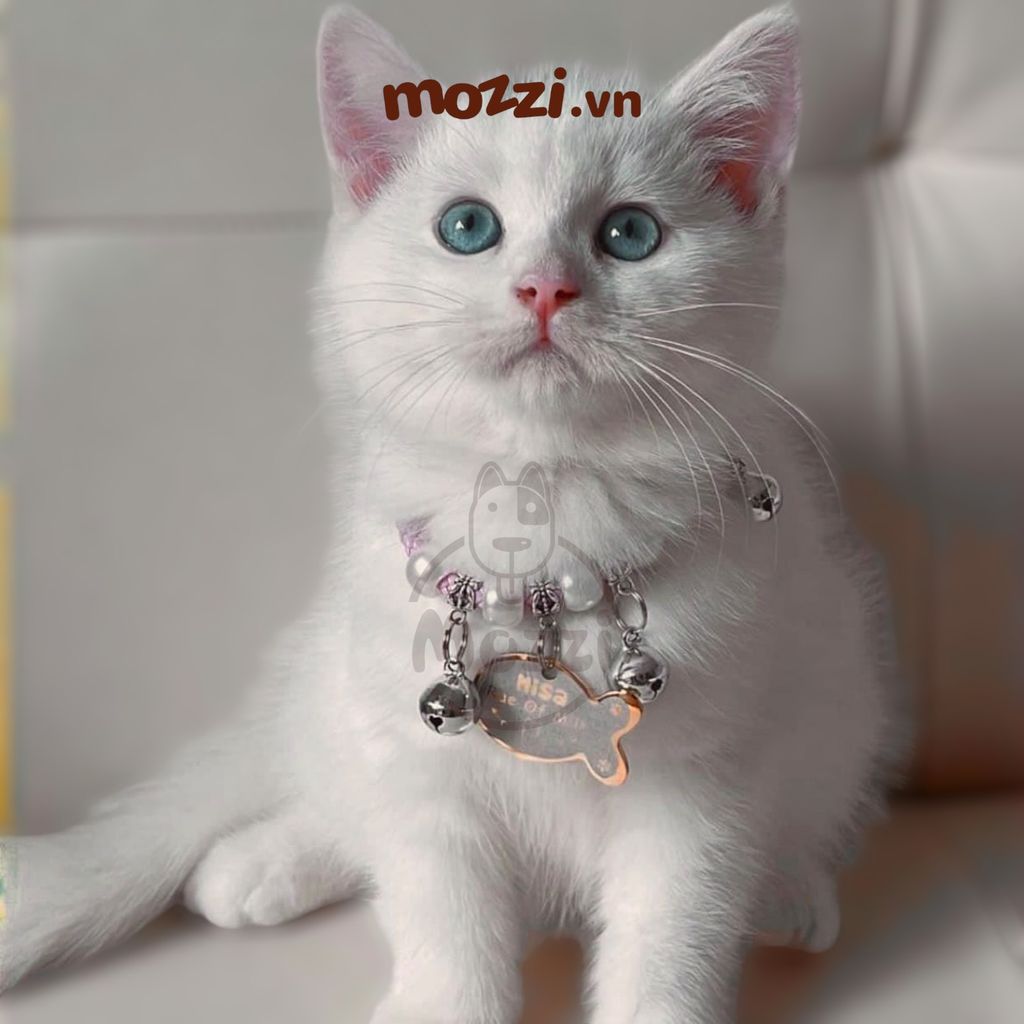 Combo Thẻ tên và Dây charm mix ngẫu nhiên cho chó mèo - Pettag Mozzi