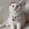 Combo Thẻ tên và Dây charm mix ngẫu nhiên cho chó mèo - Pettag Mozzi