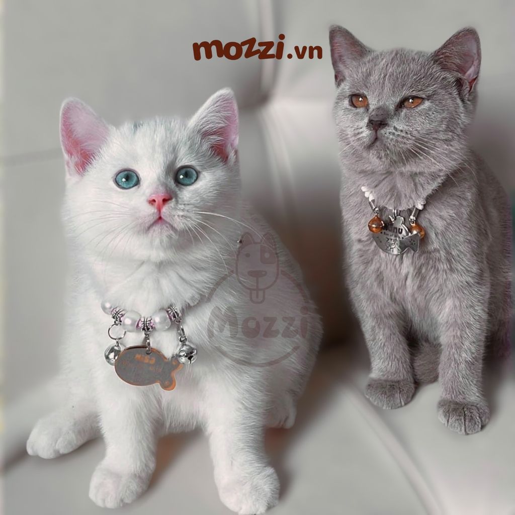 Combo Thẻ tên và Dây charm mix ngẫu nhiên cho chó mèo - Pettag Mozzi