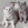 Combo Thẻ tên và Dây charm mix ngẫu nhiên cho chó mèo - Pettag Mozzi