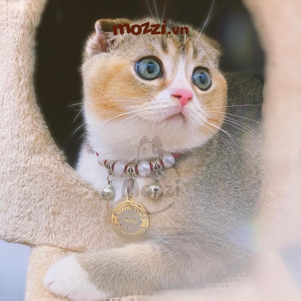 Combo Thẻ tên và Dây charm mix ngẫu nhiên cho chó mèo - Pettag Mozzi