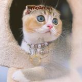  Combo Thẻ tên và Dây charm Vòng cổ cho chó mèo - Pettag Mozzi 