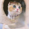 Combo Thẻ tên và Dây charm mix ngẫu nhiên cho chó mèo - Pettag Mozzi