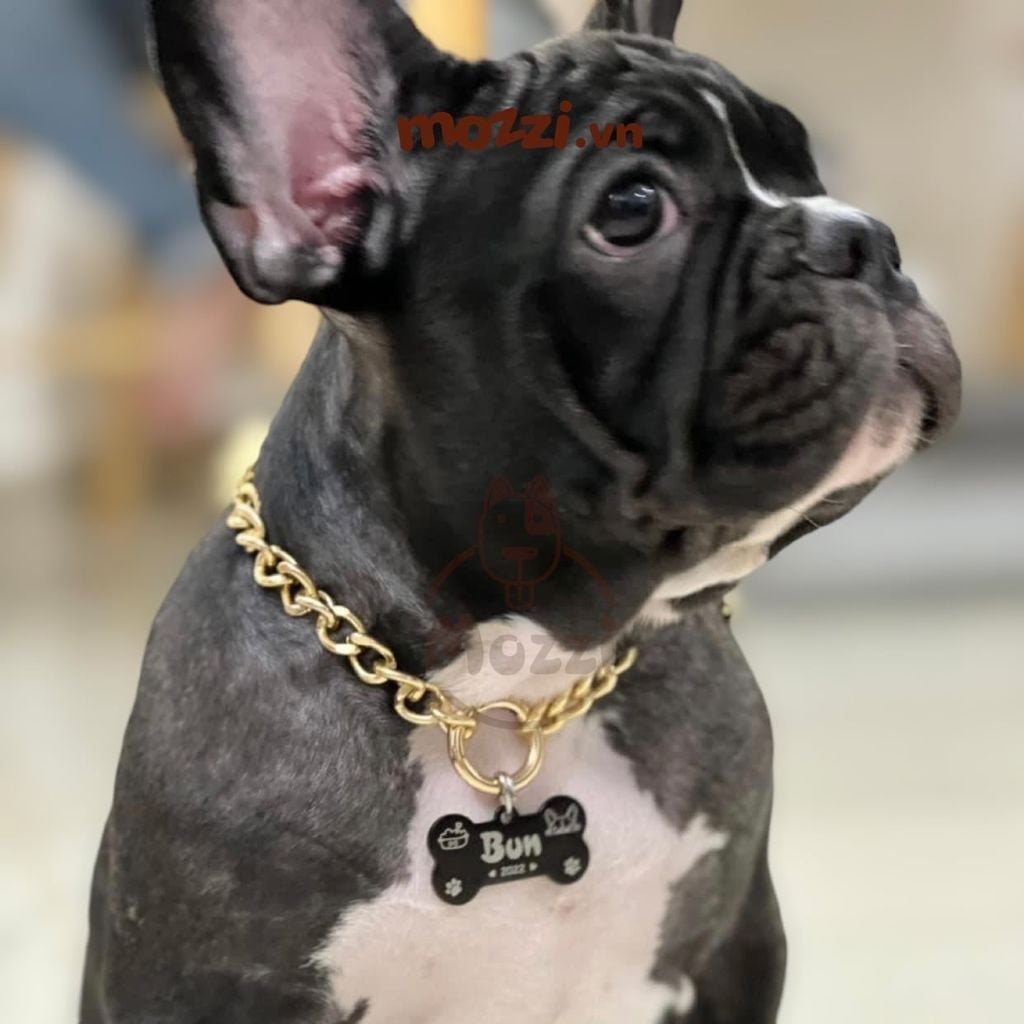 Thẻ tên và dây chuyền ngầu cho chó mèo - Pettag Mozzi