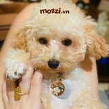  Combo Thẻ tên đôi và Dây charm Vòng cổ cho chó mèo - Pettag Mozzi 
