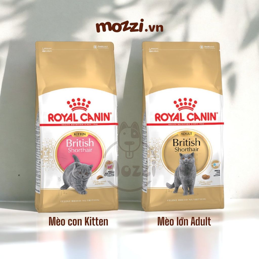 Thức ăn hạt Royal Canin British Shorthair Kitten Adult cho mèo Anh lông ngắn [400g - 2kg]
