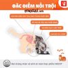 [400g - 1.5kg] Thức ăn hạt Cat's Eye Premium cho mèo