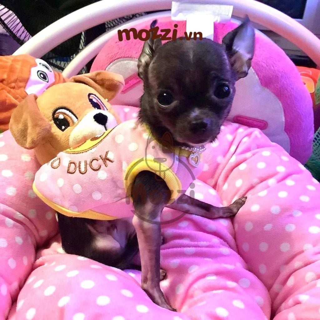 Áo mini size MKO DUCK