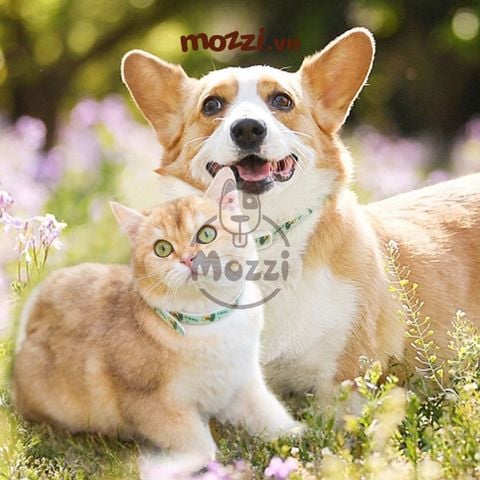  Vòng cổ chống ve rận bọ chét cho chó mèo chiết xuất từ thiên nhiên 