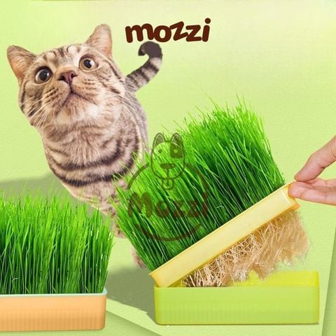  Bộ Kit trồng cỏ catnip thủy canh kèm hạt giống cho mèo 