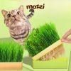 Bộ Kit trồng cỏ catnip thủy canh kèm hạt giống cho mèo