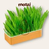  Bộ Kit trồng cỏ catnip thủy canh kèm hạt giống cho mèo 