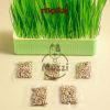 Bộ Kit trồng cỏ catnip thủy canh kèm hạt giống cho mèo
