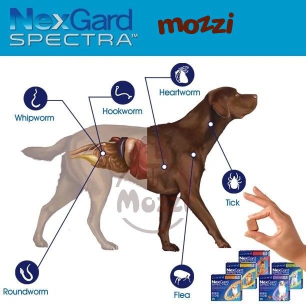 Viên nhai tẩy giun trị ve bọ chét Nexgard Spectra cho chó