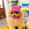 Mũ nón Bảo hiểm nhiều màu cho chó mèo