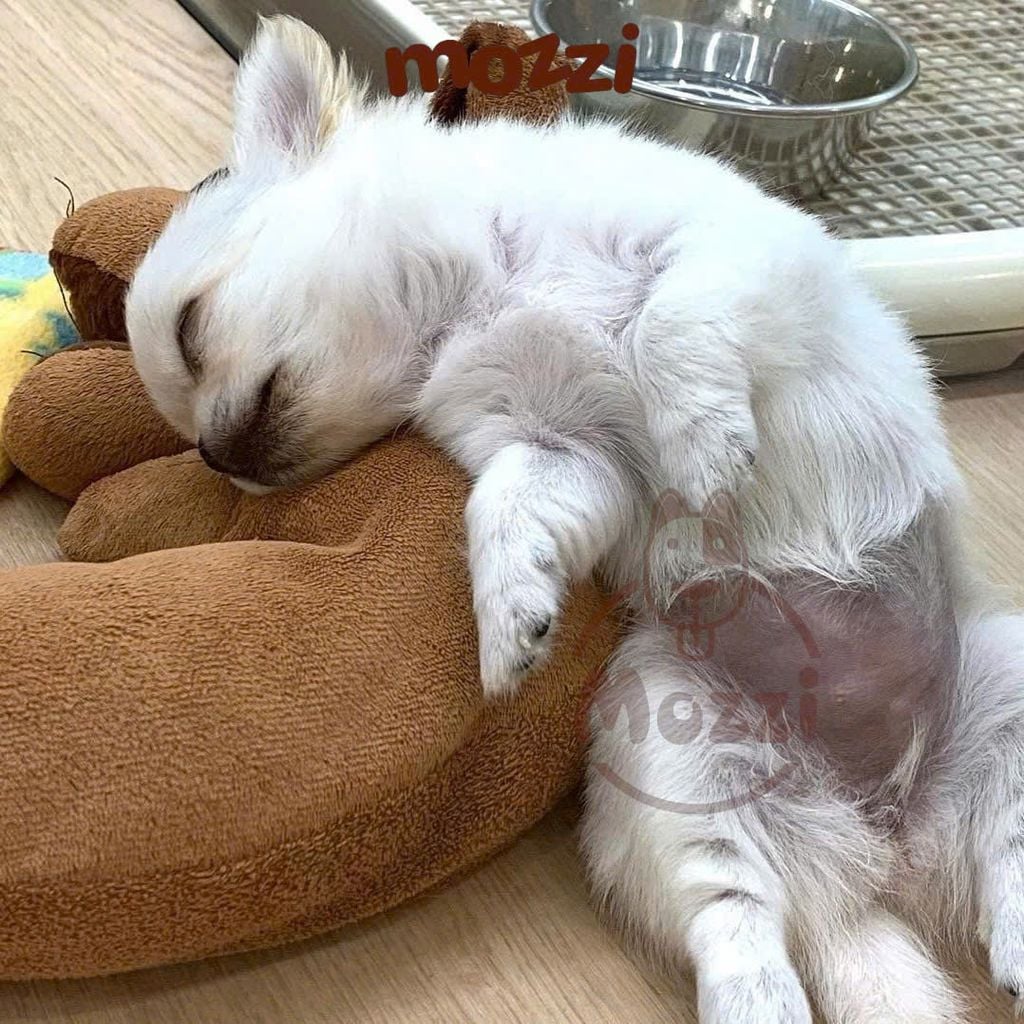 Gối ôm cho chó mèo Doggyman hình thú ôm ngủ mềm mịn
