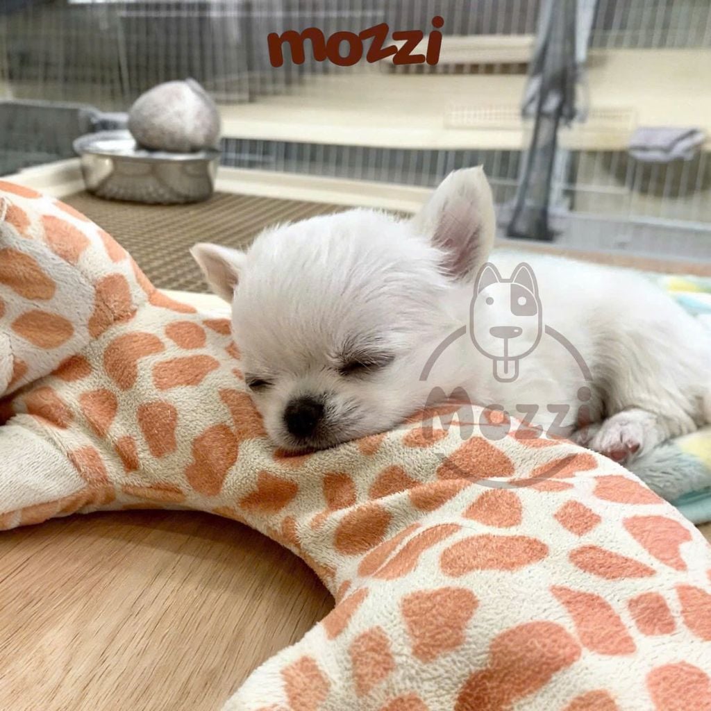 Gối ôm cho chó mèo Doggyman hình thú ôm ngủ mềm mịn