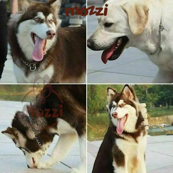 Dây xích cổ huấn luyện kỷ luật cho chó mèo