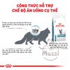 [2.5kg] Thức ăn hạt Royal Canin Hypoallergenic cho mèo bị dị ứng